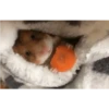 الهامستر 🐁🩷🐀 (yn8kwjbzh3)