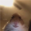 الهامستر 🐁🩷🐀 (xwvg4mrqn8)