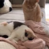 Cats and dogs (ny5dxzpmfv)