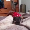 Cats and dogs (d378ycwjps)