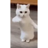 Kucing lucu (f4jdsr3bzx)