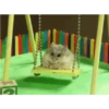 الهامستر 🐁🩷🐀 (k68chz4dnm)