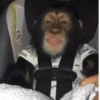 Mas monitos 