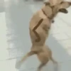 كلب راقص