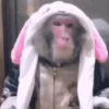 Macaco