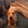 Cachorros Reagindo 🐾 (z9djm2q38b)