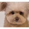DogsFOFOS (mkc5qwvhgf)