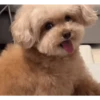 DogsFOFOS (6wsp2ztmnb)