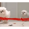 DogsFOFOS (8pqgn2ck5w)