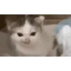 Historias Gatunas Gatos (9sc6pbnkr4)