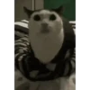Historias Gatunas Gatos (pwfr7jsbt2)
