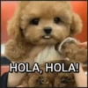 🐾⋆Perros|Dogs|Perritos🐾° (rk9n6qs4zd)