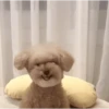 DogsFOFOS (5dk6mxpzht)