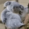 Animales Moods🌳🫒 (hwbkjc63g9)
