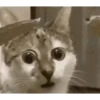 Historias Gatunas Gatos (b5mk2xjpyr)