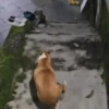 Cachorros Reagindo 🐾 (5vzxkqt6f9)