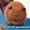 Hámsters divertidos!🐹 (mjdfh2gk9y)