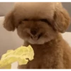 DogsFOFOS (vxrcn9hqsk)