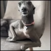 🐾⋆Perros|Dogs|Perritos🐾° (m7pzk8sh9x)
