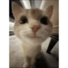 Historias Gatunas Gatos (g7p4wf5vtz)