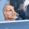 Perro Cool 😎 (j3bn9p685y)