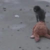 Punch bebé mono 2🐒 Monkey 2💖