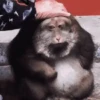 Macaco