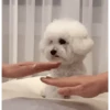 DogsFOFOS (8c4svt6g3x)