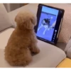 DogsFOFOS (6nhq3pxj79)