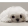 DogsFOFOS (tjns3g2wq7)