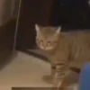 Cats and dogs (shc8w6q4ng)