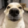 Cachorros Reagindo 🐾 (hkzbsjrvt3)