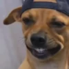 Perro Cool 😎 (cgrmsj7npb)