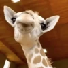 Animales Moods🌳🫒 (xgzbvj9skd)