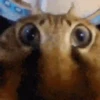 🐱 Fisheye-lens pets (qphrf2v8bg)
