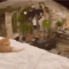 🐱 Fisheye-lens pets (9bsw5tdz6h)