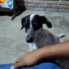 Cats and dogs (pzkwv4htcb)