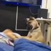 Cats and dogs (mgfb29vjny)