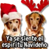 🎅🏻🎇Navidad Perritos🎄🐶 (6mgjx82yks)
