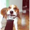 🐶 Perritos Mov. 2 🐾 (v2z4nrh58p)