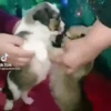 🐶 Perritos Mov. 2 🐾 (6tv2d7hs3k)
