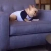 🐶 Perritos Mov. 2 🐾 (gy6w27xrb9)