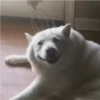 🐶 Perritos Mov. 2 🐾 (4htcg6w7r8)