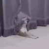 Random Mov 2 (wkt7xdz5f9)