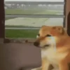 🐶 Perritos Mov. 2 🐾 (myrjqpfvgb)