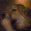🐶 Perritos Mov. 2 🐾 (gyrmk4sqvx)