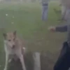 🐶 Perritos Mov. 2 🐾 (t6pbszhd8x)