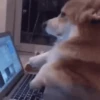 🐶 Perritos Mov. 2 🐾 (nksg6wm83p)