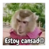 Monos 🍌🐒 (x3s86z2qw5)