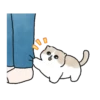 Meme Kucing Bucin Couple Cat (y65bd2fxz9)